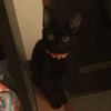 みかん