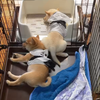柴犬