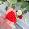 ✨きらりん🌱🥀✨
