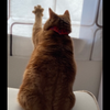 茶々🌸🐈‍⬛