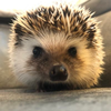 キノノコ