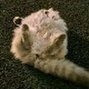 もぐ