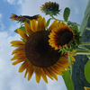 ぽいずんがーる🌻