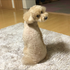 り ほ
