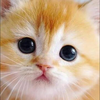 ひこにゃん