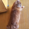 レオン