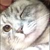 猫好きちゃん。