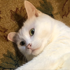 ぶり