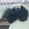 こんぶちゃん