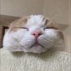 さとこ