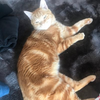 ねこ