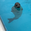 てつあき