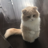 とっとこれいな🐹🌼