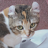ネコジキ