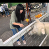 ちー