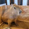 ヨシダです🦛