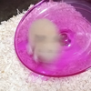 ナポリ