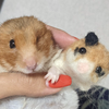 はむ🐹ゴッキー公認MG🥒🪠
