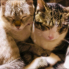 NAROSAKU🐈🐾
