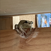 なつこ🐸🌻
