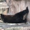いのせんち