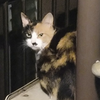 ねこー(平民)