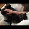かめはむねこうさぎちゃん🐢🐹🐈‍⬛🐰