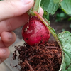 にゃんこのめ🌱🌱
