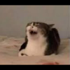 ダイキ