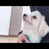 たんたん