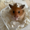 ぽちち🐹🌻