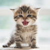 ねこねこ