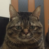へむへむ
