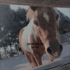ポニー🐴🐴🐴