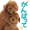 りんりん🍟✨🐳🏝🦁💐🤍🌻🐈‍⬛🌻🍒❤🥥🥥