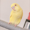 🍍RIO♥ʕ•ᴥ•ʔ🌸📛