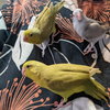 Fukumame