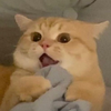 ( ´◔ ‸◔`) 🦀