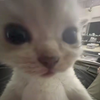 🐱