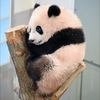 新らー殿🈂️🐼ネ申🗿