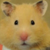 もぐさ