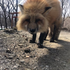 ぬこしゃん