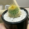 ケボ・テン太郎🌵🐘