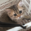 ルーク🐱