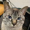 シェルルン