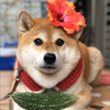 NikoNikoひーくん🐕🐶