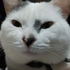syuri
