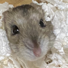 ブラメン
