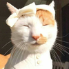 ねこむら猫夫