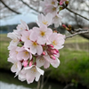 チロル🫐🌸